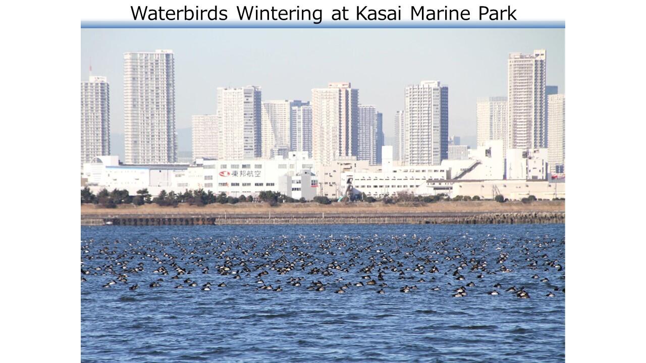 TMCブリーフィングスライド：東京都初！ラムサール条約湿地 葛西海浜公園(10)