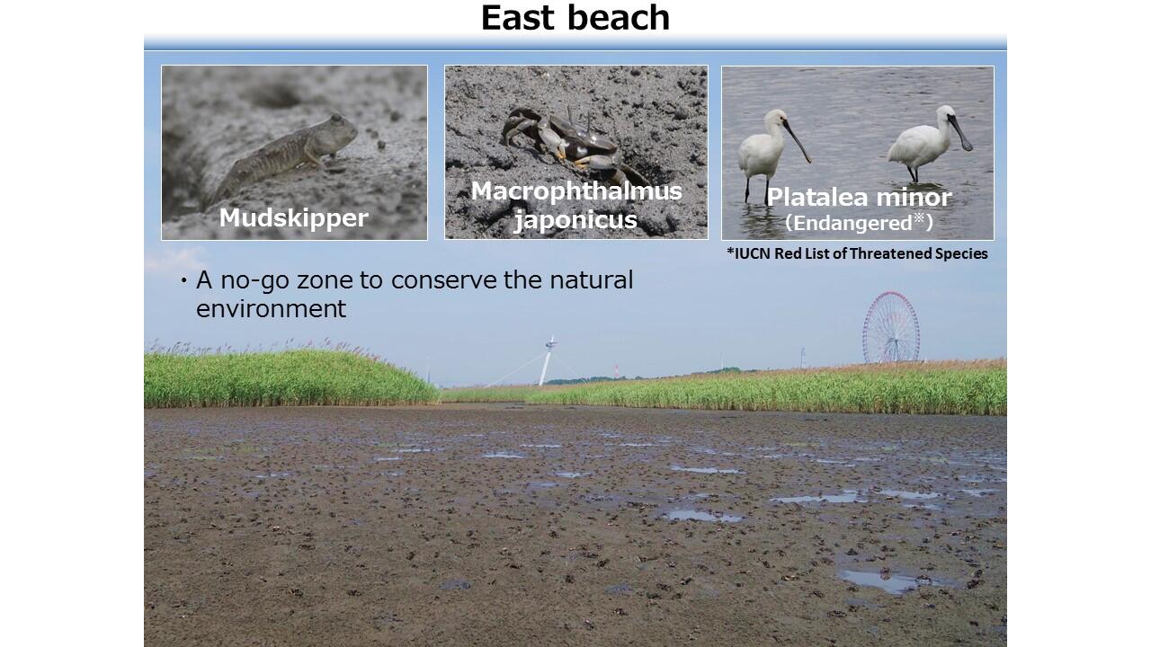 TMCブリーフィングスライド：東京都初！ラムサール条約湿地 葛西海浜公園(6)